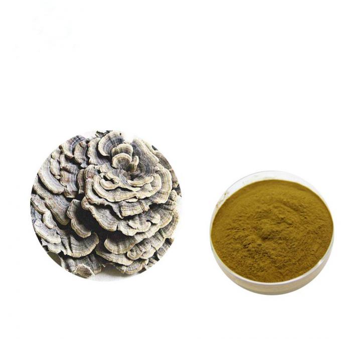 Ενισχύστε τη διάπλαση καφετί κίτρινο coriolus - versicolor σκόνη αποσπασμάτων 0