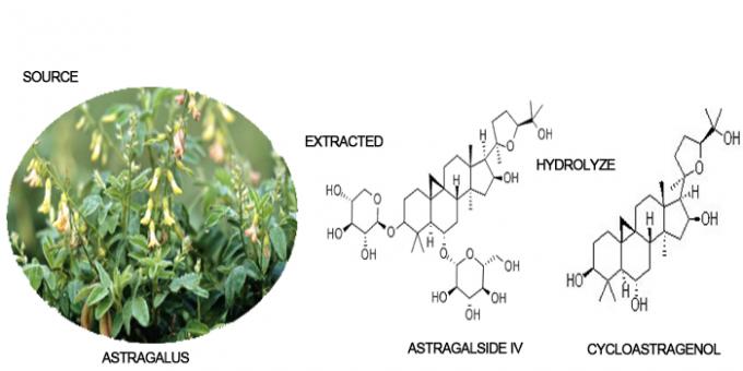 Astragalus ρίζας 98% 50% 10% 5% Cycloastragenol σκόνη αποσπασμάτων 0