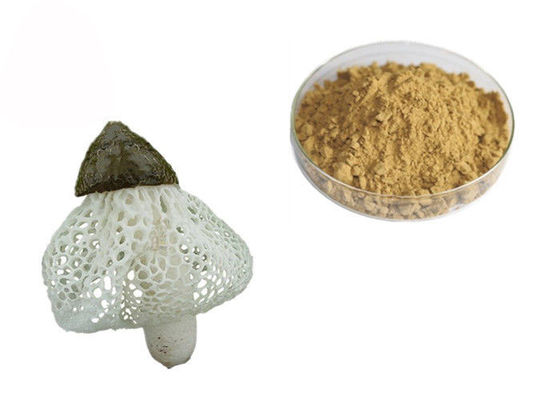 Κίνα Οργανικό απόσπασμα Dictyophora Indusiata προμηθευτής