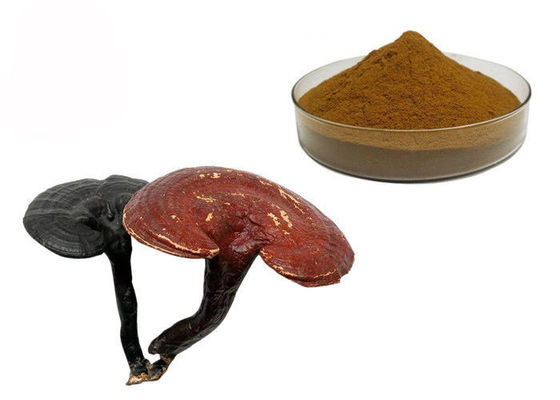 Κίνα 50% σκόνη εκχυλισμάτων μανιταριών Ganoderma Lucidum Reishi αγνότητας προμηθευτής