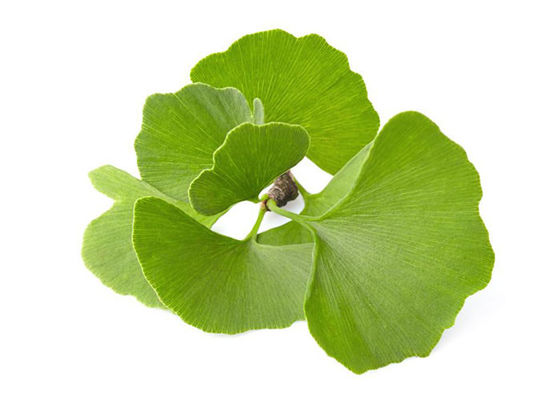 Οργανική σκόνη Ginkgo Biloba βαθμού USP προμηθευτής
