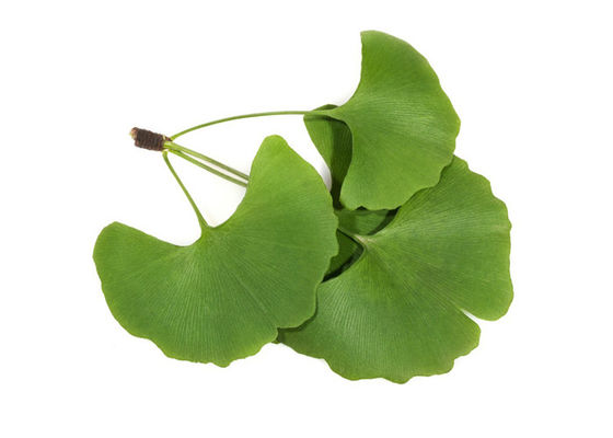 Ρυθμίστε τυποποιημένο Biloba απόσπασμα Ginkgo αίματος το παχύ 24/6 προμηθευτής