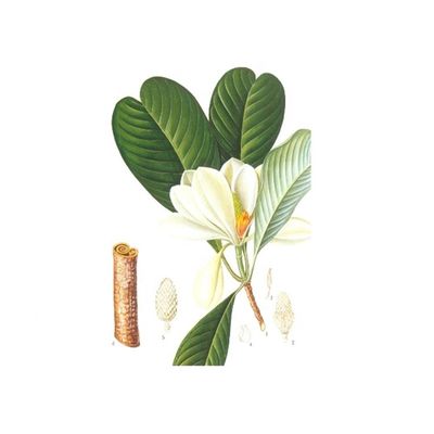 Καθαρό Magnolia απόσπασμα φλοιών 98% Honokiol προμηθευτής