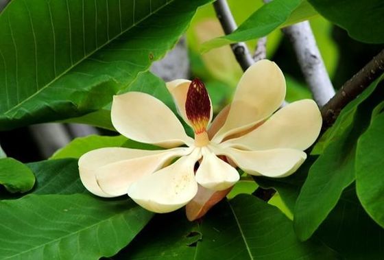 HPLC Magnolol/απόσπασμα φλοιών Honokiol Magnolia Officinalis προμηθευτής