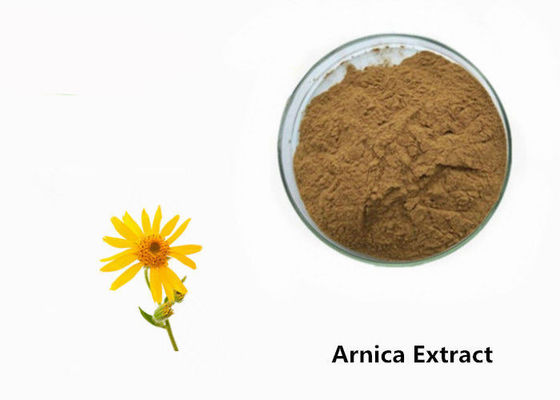 Arnica σκόνη εκχυλισμάτων φυτού προμηθευτής