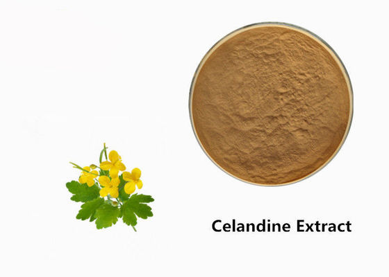 Σκόνη εκχυλισμάτων φυτού Celandine προμηθευτής