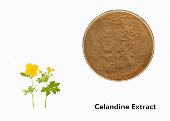 Σκόνη εκχυλισμάτων φυτού Celandine προμηθευτής
