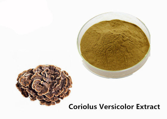 Ενισχύστε τη διάπλαση καφετί κίτρινο coriolus - versicolor σκόνη αποσπασμάτων προμηθευτής