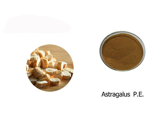 100% Astragalus σκόνη αποσπασμάτων προμηθευτής