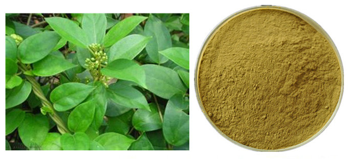 Gymnema Sylvestre Leaf Anthocyanin Extract Powder για το φαρμακευτικό είδος 0