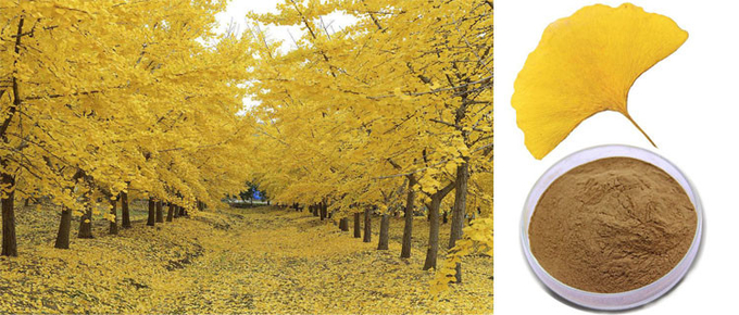 Σκόνη αποσπασμάτων Ginkgo Biloba φύλλων CAS 90045-36-6 οργανική ξηρά 0